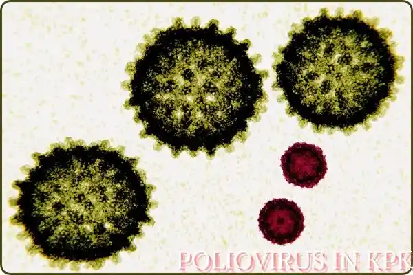 POLIOVIRUS IN KPK WITH PICTURE OF POLIOVIRUS AND HEPATITIS VIRUS WITH COMPARISON IN SIZE