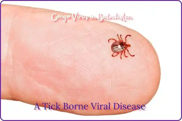 Congo virus in Balochistan ,a tick borne disease