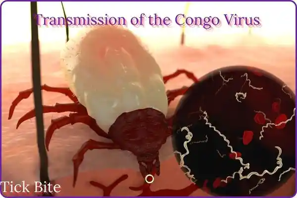 Transmission of the congo virus 