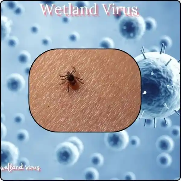 wetland virus ,an emerging new tick-borne disease in China