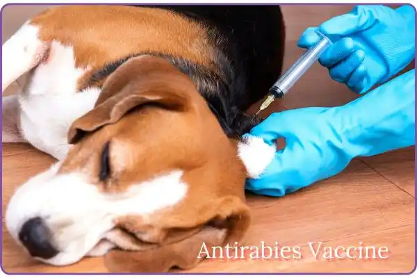 Anti-rabies Vaccine