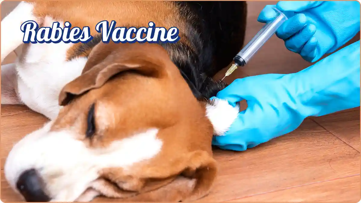 anti rabies vaccine